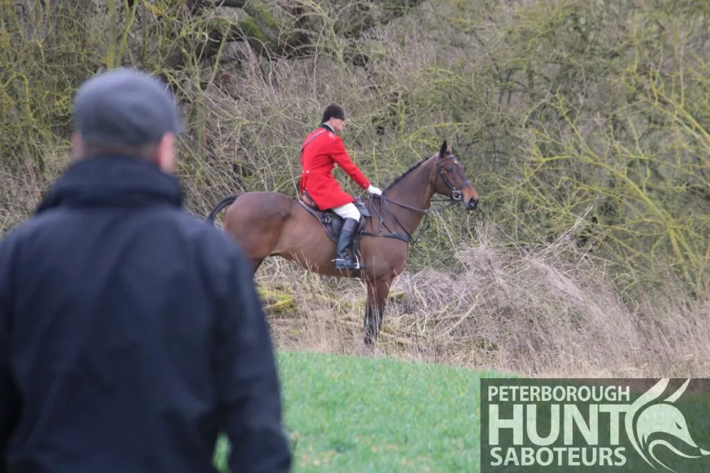News for Peterborough - Shaun Parrish, 32, is the huntsman at the Fitzwilliam, responsible for controlling and directing the pack during a day’s hunting. Photo: PETERBOROUGH HUNT SABOTEURS