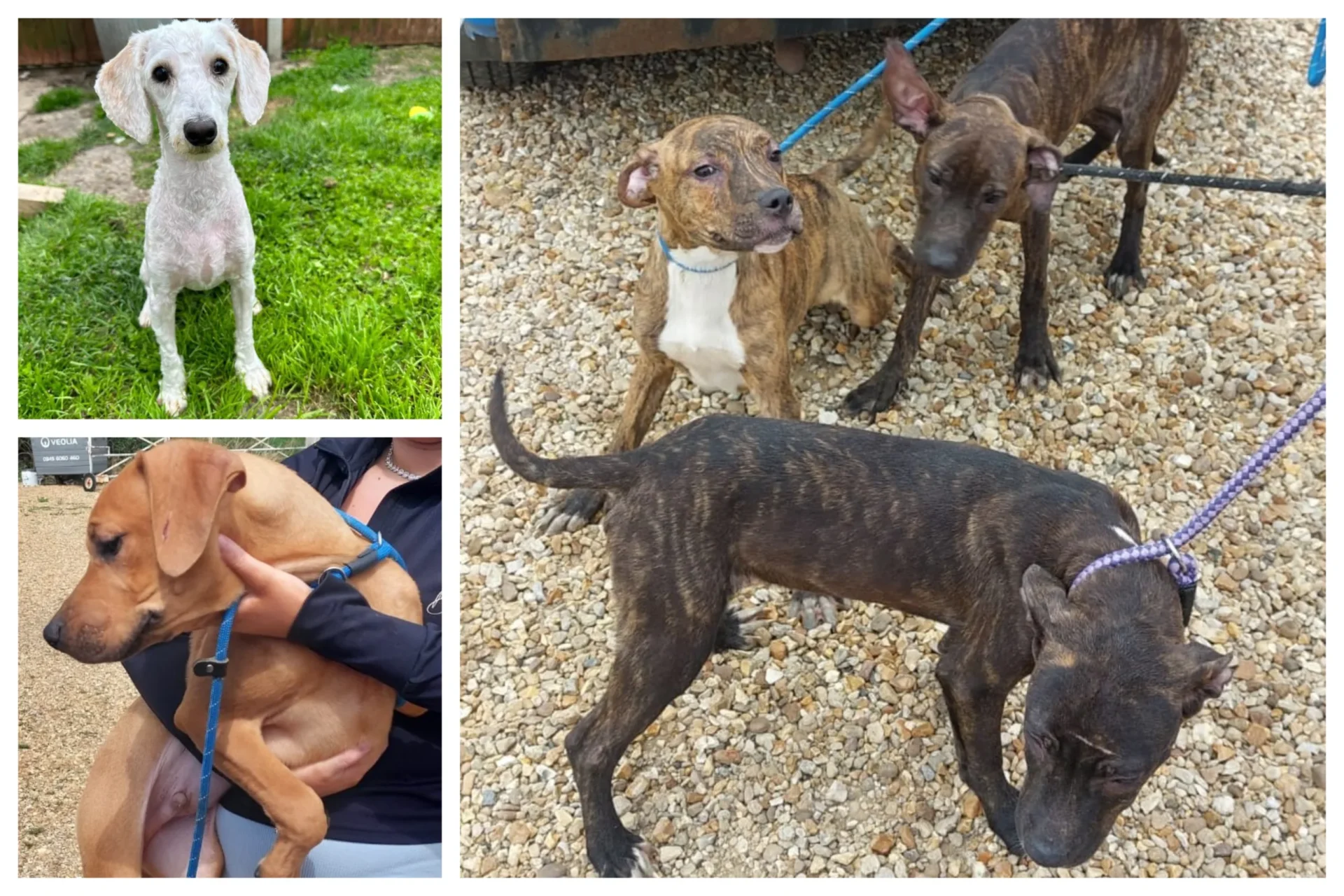 News for Peterborough - Fenland District Council has released photos of some of the dogs abandoned in recent months. They believe breeders, unable to sell puppies, are to blame.