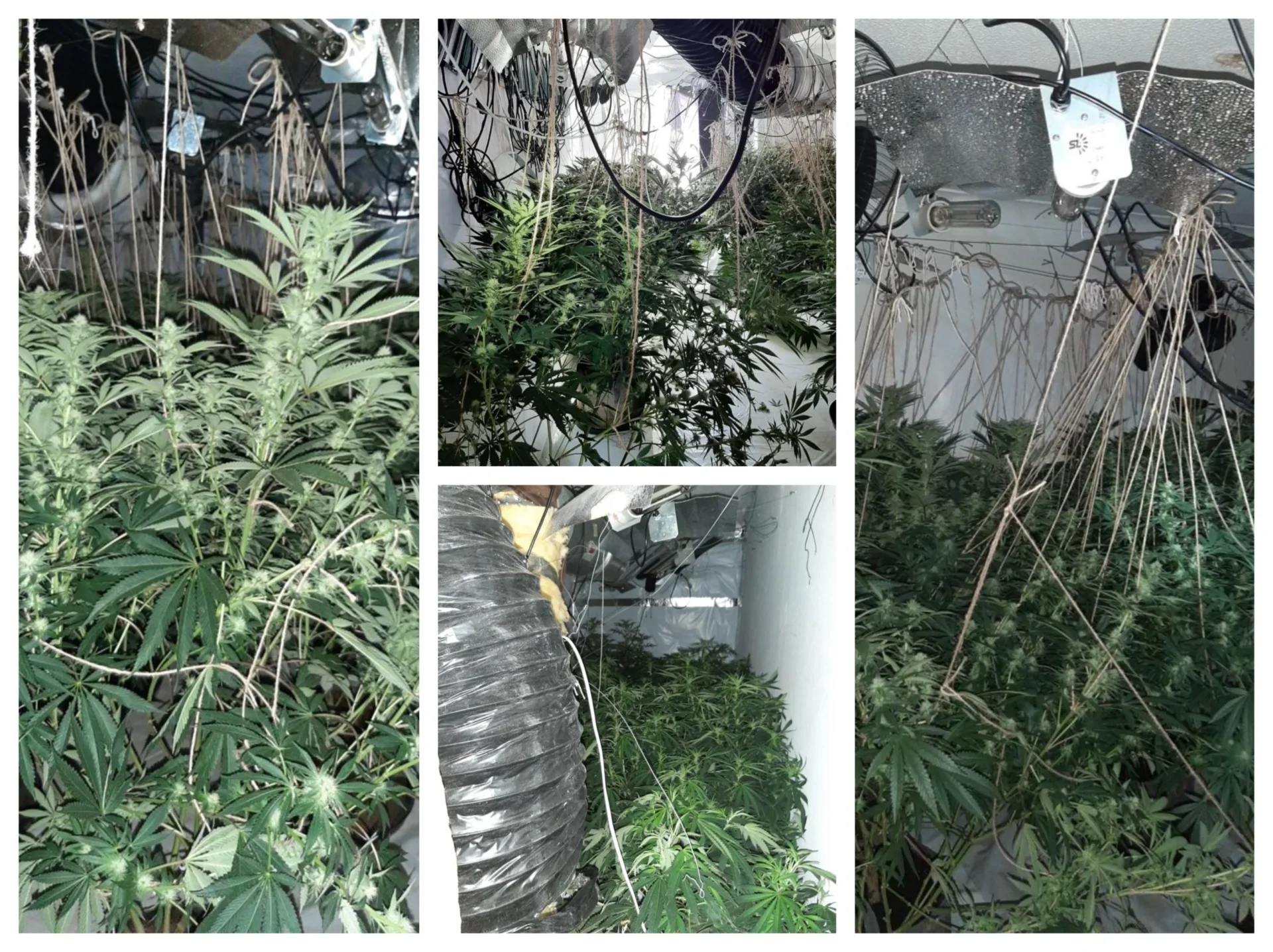 News for Peterborough - 261 cannabis plants and half a kilo of cannabis worth up to about £220,000 were found throughout the house, along with Zefi hiding in the loft.