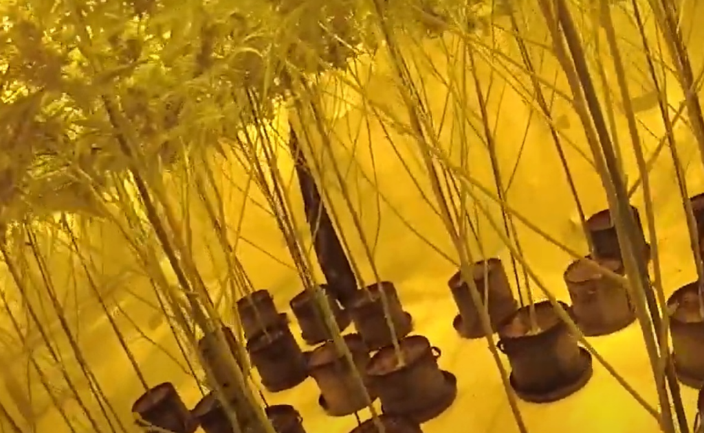 Marisol Bezati has been jailed after police uncovered a £170,000 cannabis factory at a house near Peterborough city centre. Police released video of his arrest and the cannabis found in his bedrooms and loft.