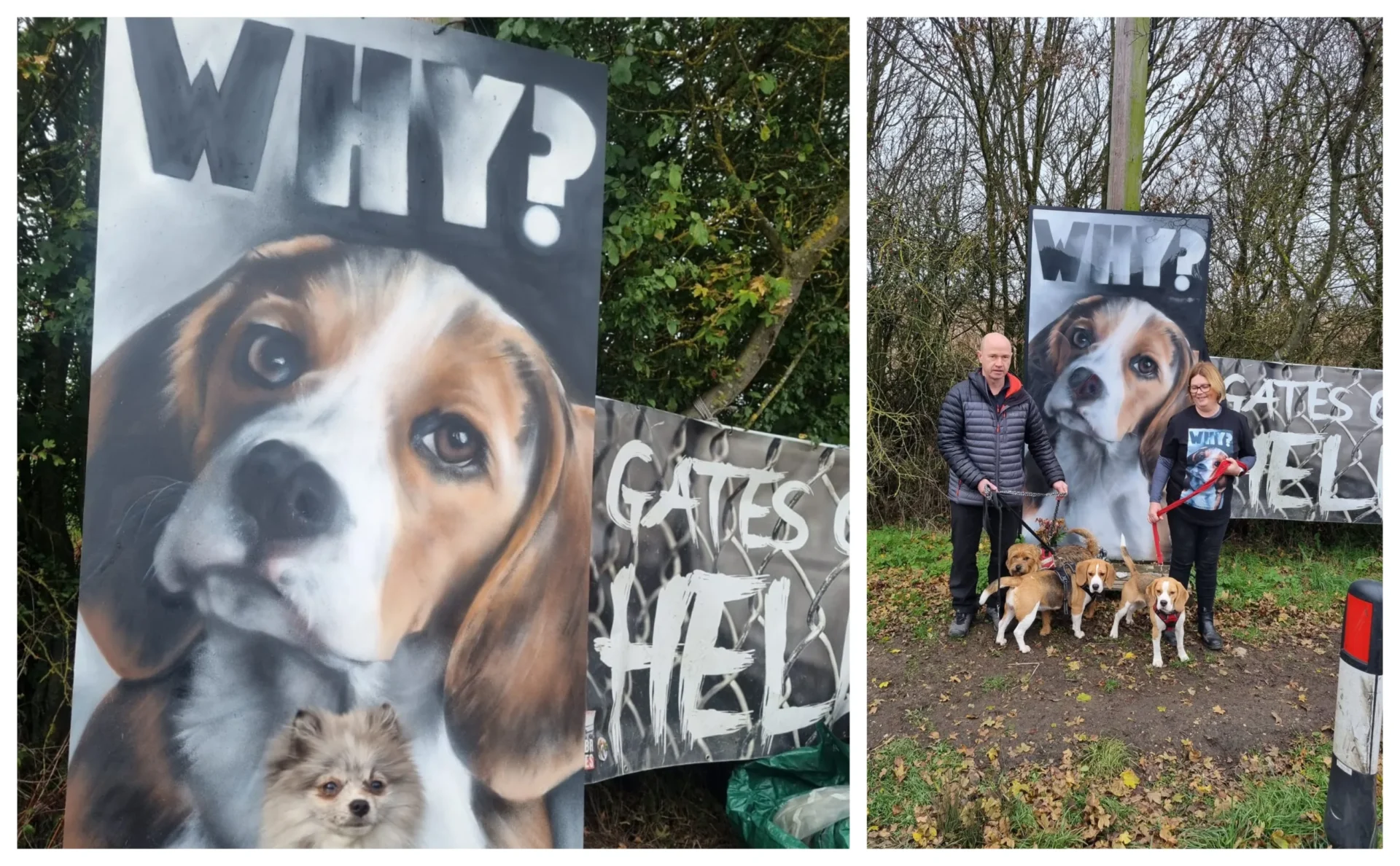 News for Peterborough - Camp Beagle wishes to close down MBR Acres, a huge beagle breeding factory near Huntingdon, which supplies about 2,000 puppies a year to toxicology testing laboratories across the UK PHOTO: Camp Beagle