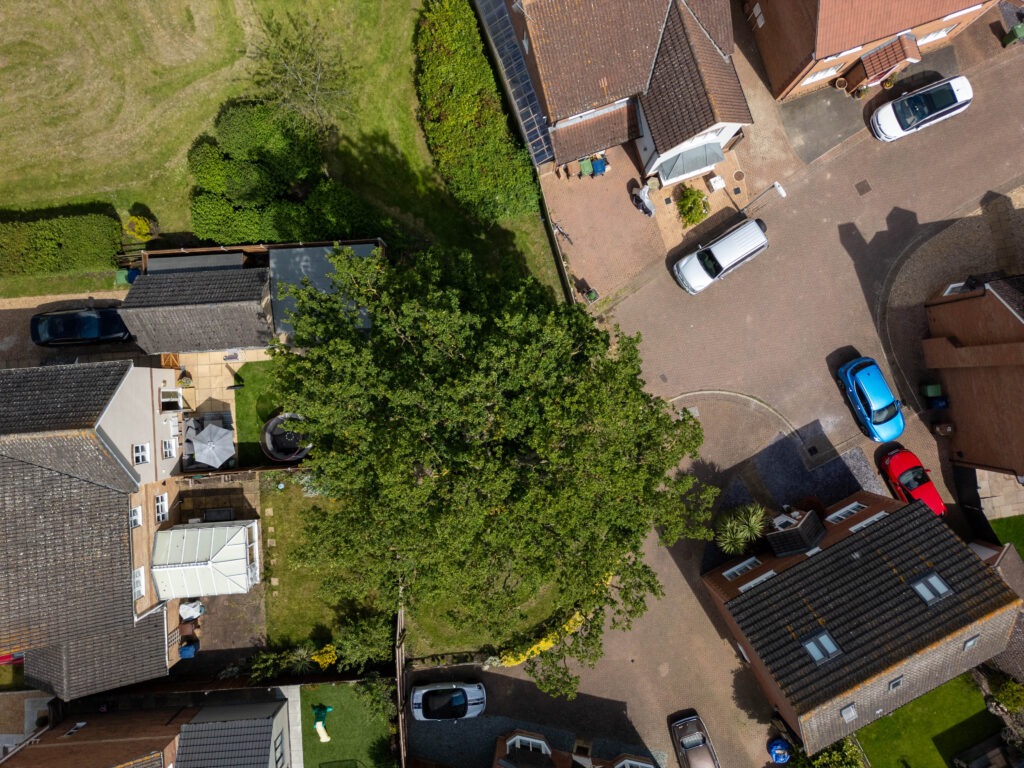 A old oak tree is threatened with destruction following a single complaint. - News for Peterborough Residents and even the town council want Fenland District Council to refuse its own application to fell a 50- to 60-year-old protected oak tree off Bridle Close, Chatteris. PHOTO: Terry Harris