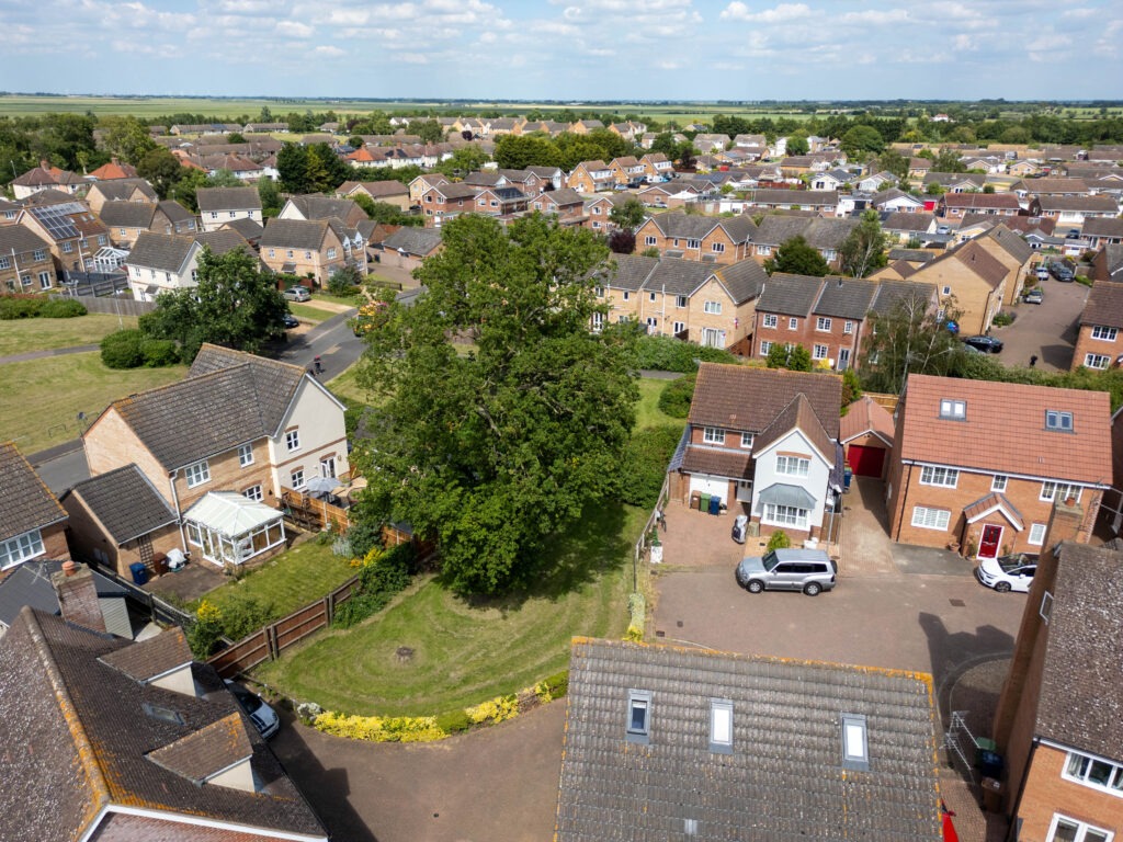 A old oak tree is threatened with destruction following a single complaint. - News for Peterborough Residents and even the town council want Fenland District Council to refuse its own application to fell a 50- to 60-year-old protected oak tree off Bridle Close, Chatteris. PHOTO: Terry Harris