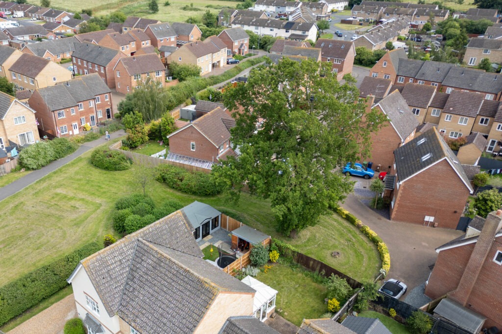 A old oak tree is threatened with destruction following a single complaint. - News for Peterborough Residents and even the town council want Fenland District Council to refuse its own application to fell a 50- to 60-year-old protected oak tree off Bridle Close, Chatteris. PHOTO: Terry Harris