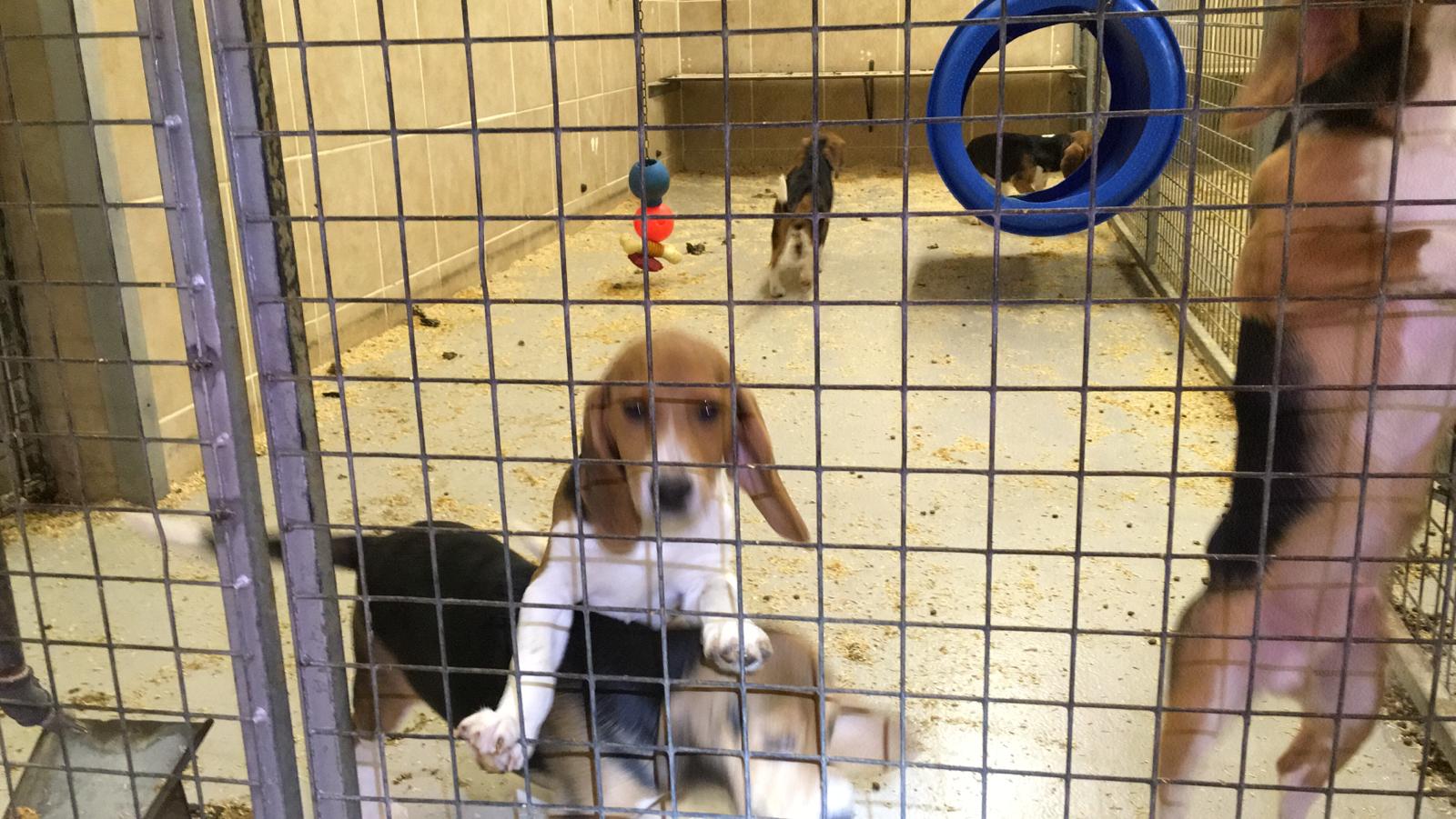 News for Peterborough - Beagles inside MBR Acres at Wyton near Huntingdon. Photo: Animal Rising