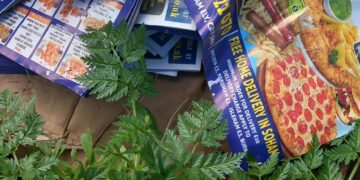 Teodor Gheghici of Barcham Road, Soham had been employed by takeaways in Soham and Littleport to deliver these leaflets to properties in Isleham in April.