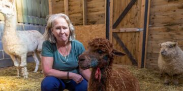 Four ALPACAS have been SHOT in the HEAD “like an execution”.